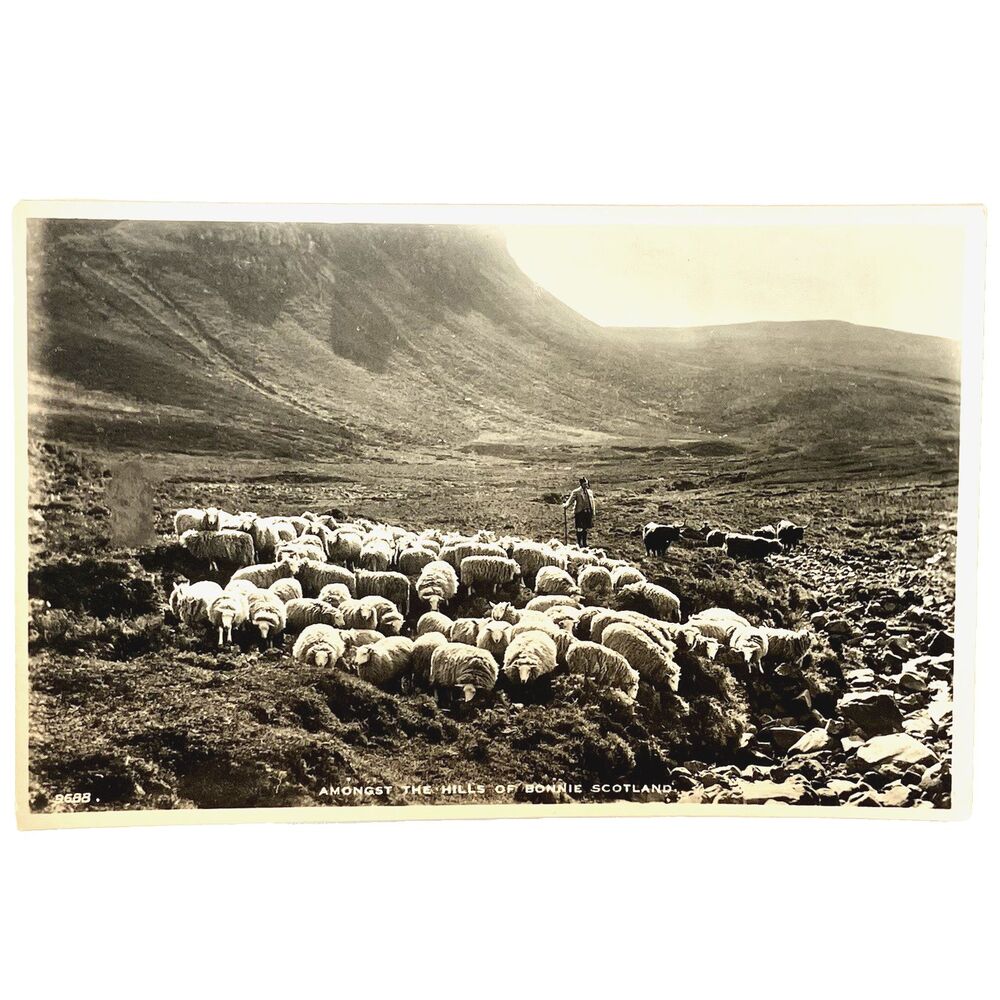 RPPC Real Photo Postcard Sheep Amongst Hills Bonnie Scotland Shepherd UK White